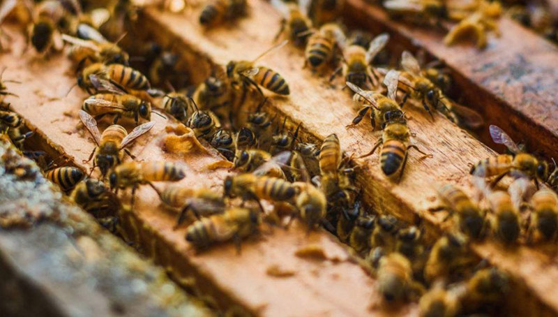 中華蜜蜂和意大利蜂蜜的區別(中蜂和意蜂蜂蜜價格差別大么?) 中華蜜蜂和意大利蜂蜜的區別(中蜂和意蜂蜂蜜價格差別大么?)