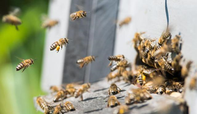 蜂王分家時(shí)為什么會有蜜蜂跟隨(蜜蜂跟隨蜂王的原因) 蜂王分家時(shí)為什么會有蜜蜂跟隨(蜜蜂跟隨蜂王的原因)