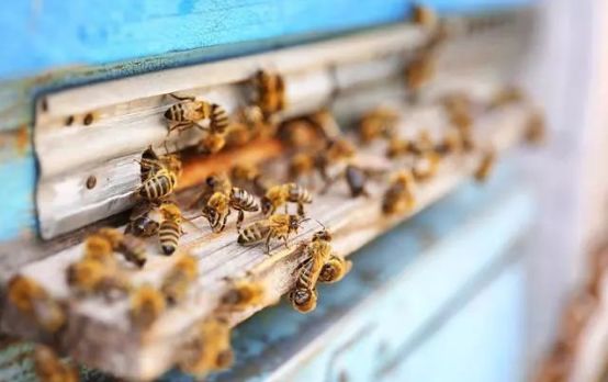 蜂王分家時(shí)為什么會有蜜蜂跟隨(蜜蜂跟隨蜂王的原因) 蜂王分家時(shí)為什么會有蜜蜂跟隨(蜜蜂跟隨蜂王的原因)