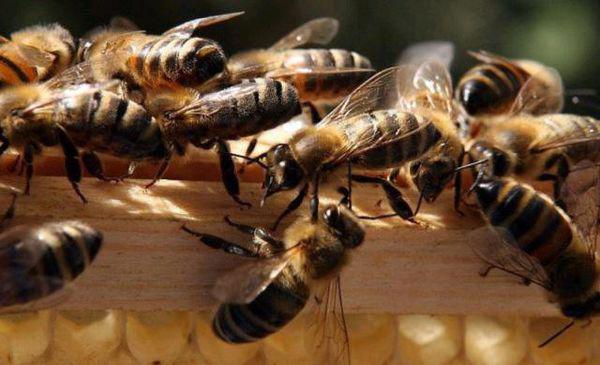 蜂王分家時(shí)為什么會有蜜蜂跟隨(蜜蜂跟隨蜂王的原因) 蜂王分家時(shí)為什么會有蜜蜂跟隨(蜜蜂跟隨蜂王的原因)