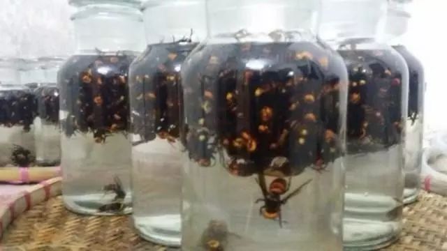 胡蜂酒的功效與作用(胡蜂酒有哪幾種功效) 胡蜂酒的功效與作用(胡蜂酒有哪幾種功效)