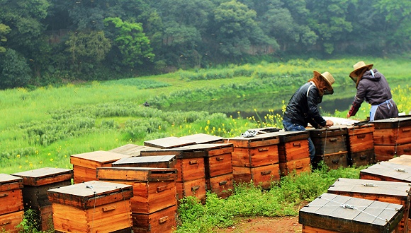 在農村養蜜蜂要花多少錢(農村養蜂成本) 在農村養蜜蜂要花多少錢(農村養蜂成本)