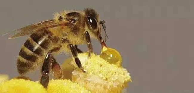 【蜜蜂養(yǎng)殖】投資2萬養(yǎng)蜜蜂利潤多少? 投資2萬養(yǎng)蜜蜂利潤多少?