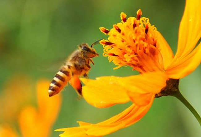 【蜜蜂養(yǎng)殖】投資2萬養(yǎng)蜜蜂利潤多少? 投資2萬養(yǎng)蜜蜂利潤多少?