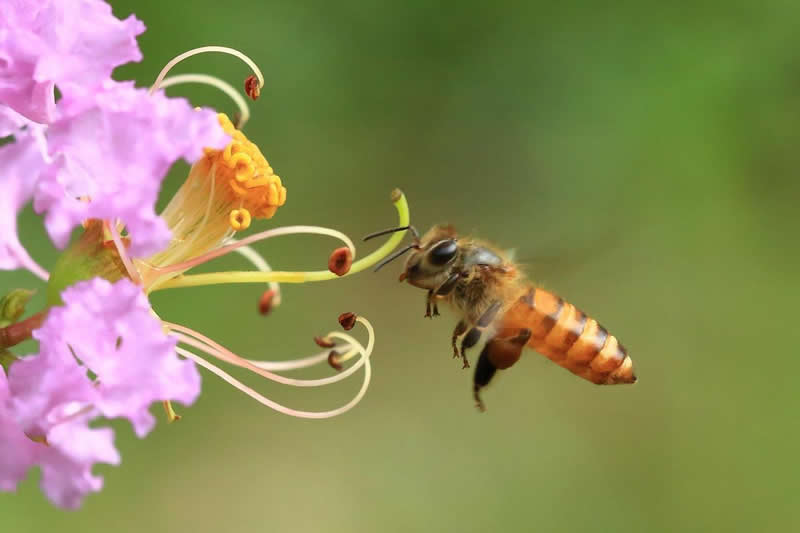 【蜜蜂養(yǎng)殖】投資2萬養(yǎng)蜜蜂利潤多少? 投資2萬養(yǎng)蜜蜂利潤多少?