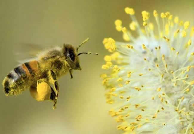 【蜜蜂養(yǎng)殖】投資2萬養(yǎng)蜜蜂利潤多少? 投資2萬養(yǎng)蜜蜂利潤多少?