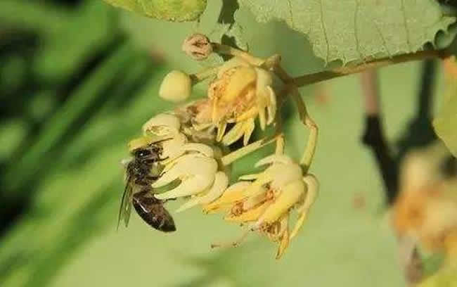 【蜜蜂養(yǎng)殖】投資2萬養(yǎng)蜜蜂利潤多少? 投資2萬養(yǎng)蜜蜂利潤多少?