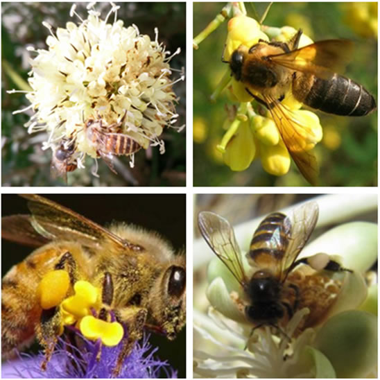 喜馬拉雅蜜蜂 喜馬拉雅蜜蜂