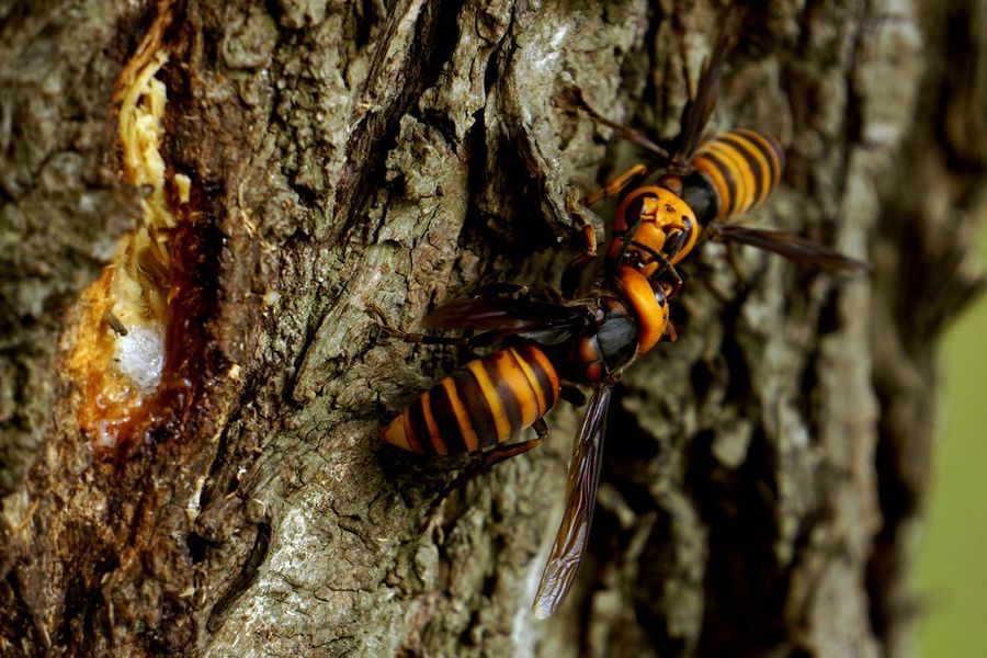 中國大虎頭蜂的生活環(huán)境(胡蜂的生活環(huán)境) 中國大虎頭蜂的生活環(huán)境(胡蜂的生活環(huán)境)