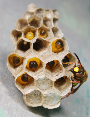 中國大虎頭蜂的生活環(huán)境(胡蜂的生活環(huán)境) 中國大虎頭蜂的生活環(huán)境(胡蜂的生活環(huán)境)