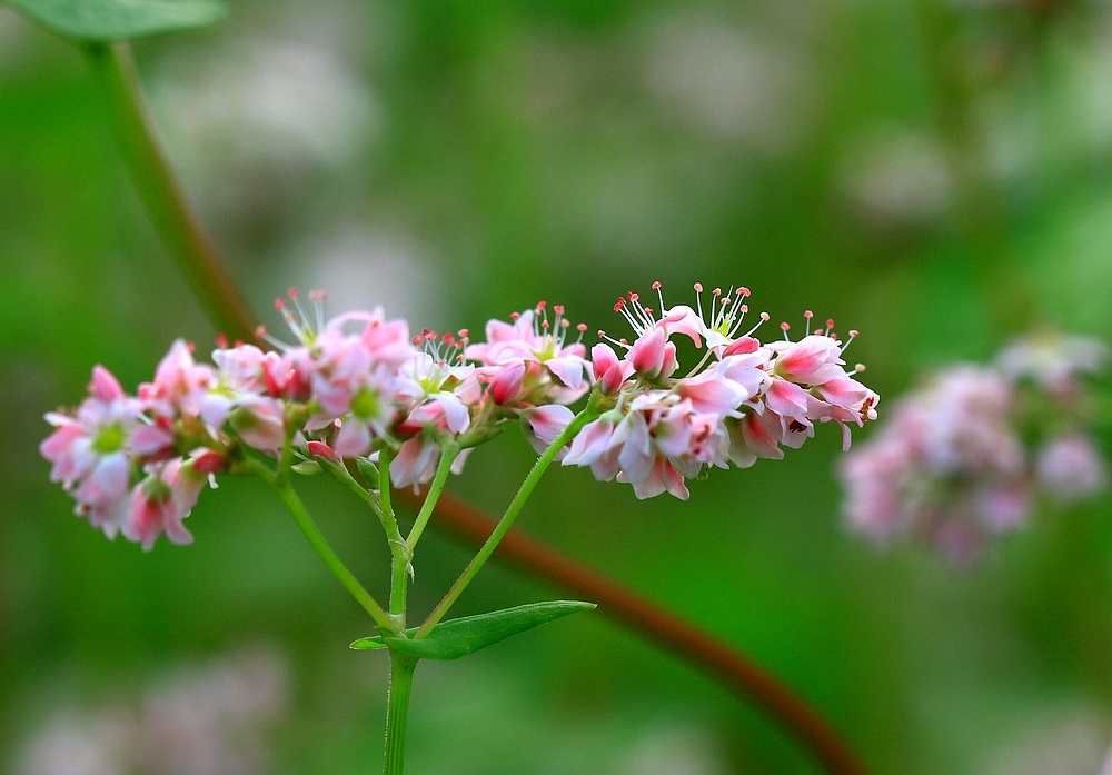 江西主要蜜源植物(江西省蜜蜂主要蜜源的介紹) 江西主要蜜源植物(江西省蜜蜂主要蜜源的介紹)