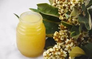 枇杷蜜可以泡紅茶嗎(紅茶可不可以加枇杷蜂蜜) 枇杷蜜可以泡紅茶嗎(紅茶可不可以加枇杷蜂蜜)