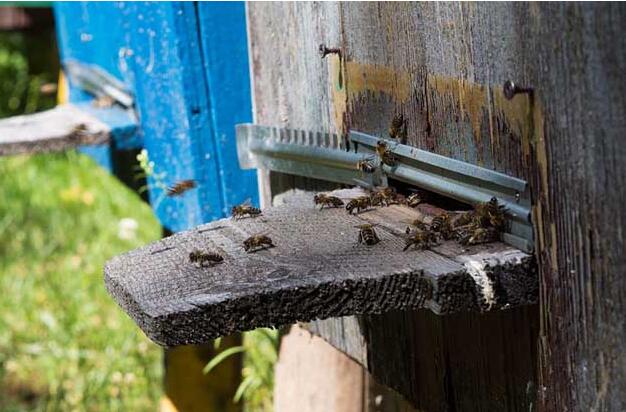 偵查蜜蜂特征 偵查蜜蜂特征