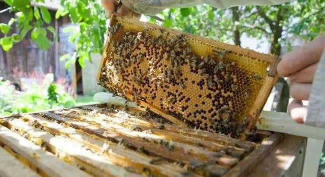 【蜜蜂知識(shí)】如何進(jìn)行人工分蜂? 【蜜蜂知識(shí)】如何進(jìn)行人工分蜂?