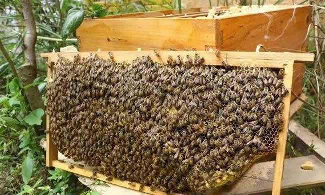 【蜜蜂知識(shí)】如何進(jìn)行人工分蜂? 【蜜蜂知識(shí)】如何進(jìn)行人工分蜂?