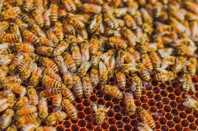 【蜜蜂知識(shí)】如何進(jìn)行人工分蜂? 【蜜蜂知識(shí)】如何進(jìn)行人工分蜂?