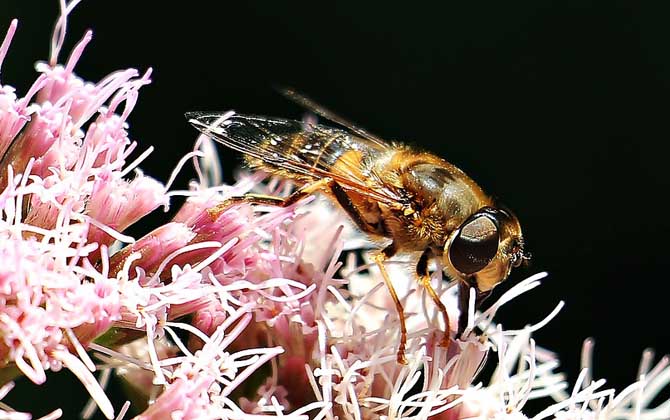 馬蜂和蜜蜂最直接的區別 馬蜂和蜜蜂最直接的區別
