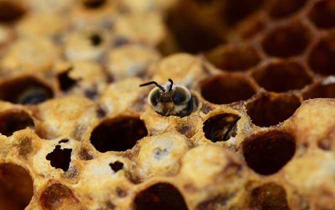 現代養蜂法有哪些(養蜂技術有哪些) 現代養蜂法有哪些(養蜂技術有哪些)