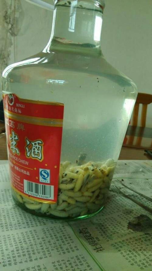 蜂蛹酒的功效與作用(蜂蛹的營養價值和蜂蛹酒的適宜人群) 蜂蛹酒的功效與作用(蜂蛹的營養價值和蜂蛹酒的適宜人群)