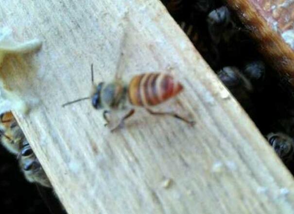 野外捉回來的蜜蜂怎么養(怎么養野蜂) 野外捉回來的蜜蜂怎么養(怎么養野蜂)