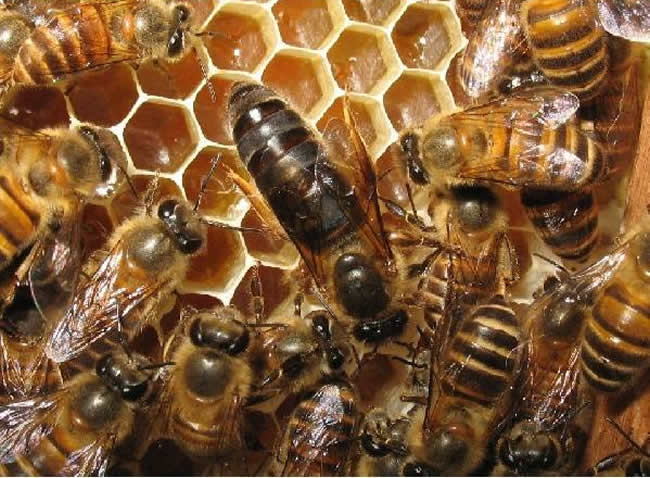 蜂王交尾失敗如何處理？