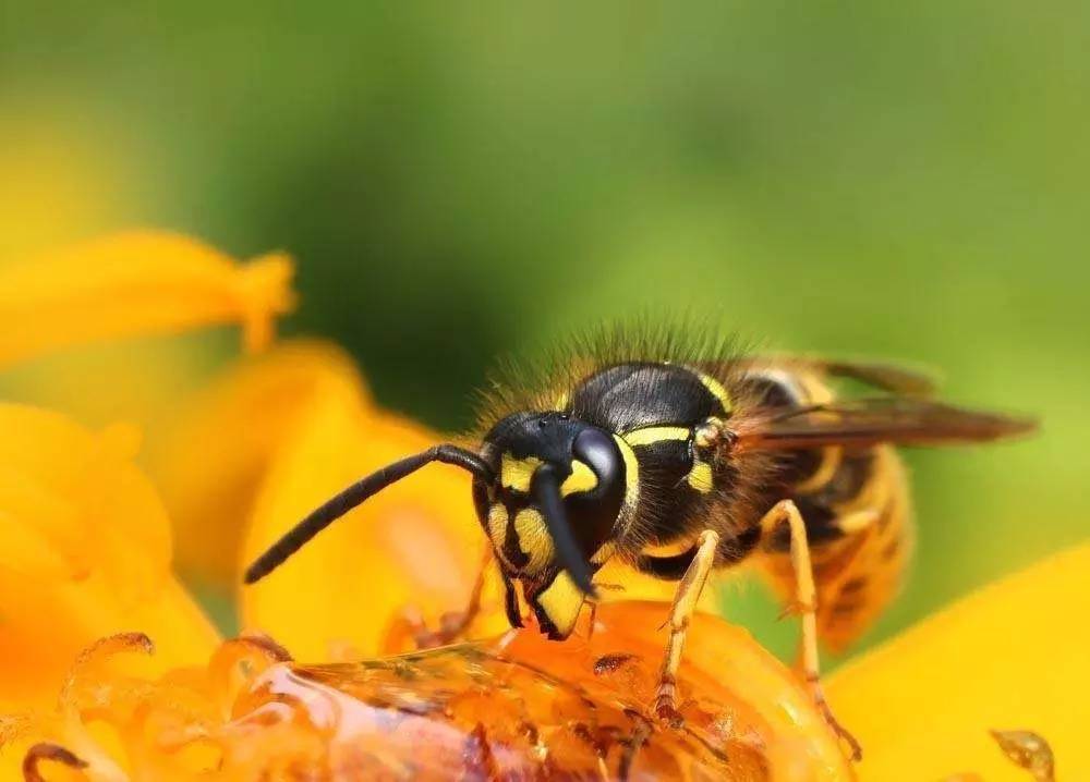 蜜蜂王是天生的嗎（關(guān)于蜂王的一切）