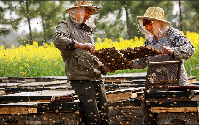 永久不讓蜜蜂分蜂(防止蜜蜂自然分蜂的方法) 永久不讓蜜蜂分蜂(防止蜜蜂自然分蜂的方法)