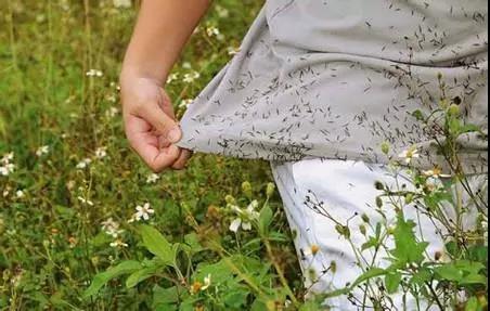 鬼針草有蜜嗎(鬼針草是蜜源植物嗎) 鬼針草有蜜嗎(鬼針草是蜜源植物嗎)