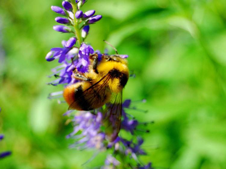春季蜜蜂群快速復壯的方法 春季蜜蜂群快速復壯的方法