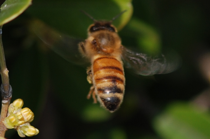 束龍岱一號(hào)與松丹一號(hào)(松丹一號(hào)的生物學(xué)特性) 束龍岱一號(hào)與松丹一號(hào)(松丹一號(hào)的生物學(xué)特性)