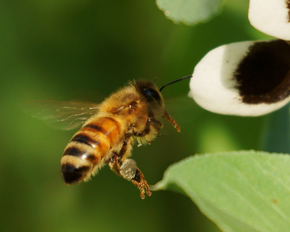 束龍岱一號(hào)與松丹一號(hào)(松丹一號(hào)的生物學(xué)特性) 束龍岱一號(hào)與松丹一號(hào)(松丹一號(hào)的生物學(xué)特性)