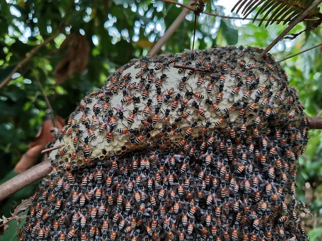 黑小蜜蜂能人工養殖嗎(黑小蜜蜂可以養嗎) 黑小蜜蜂能人工養殖嗎(黑小蜜蜂可以養嗎)