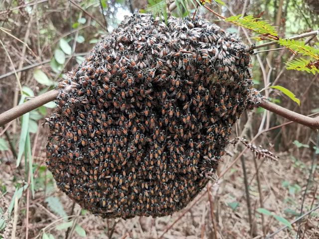 黑小蜜蜂能人工養殖嗎(黑小蜜蜂可以養嗎) 黑小蜜蜂能人工養殖嗎(黑小蜜蜂可以養嗎)