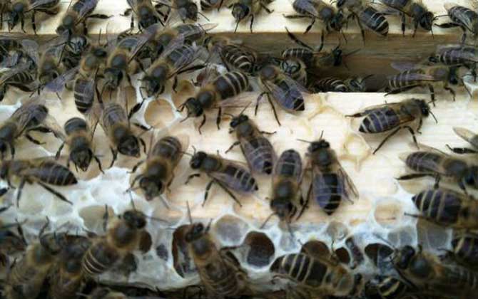 川東蜂王和阿壩中蜂哪個好(川東蜂王和阿壩中蜂的對比) 川東蜂王和阿壩中蜂哪個好(川東蜂王和阿壩中蜂的對比)