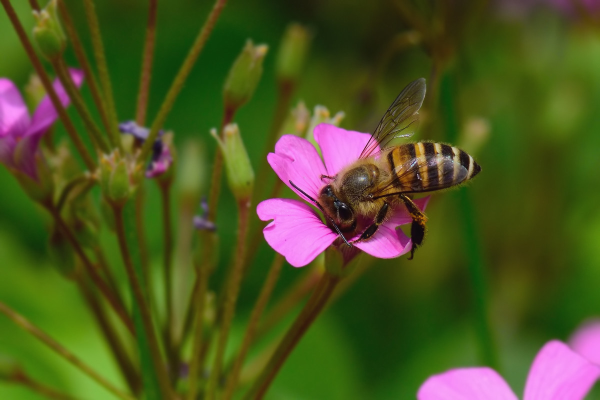 沒有王的蜜蜂怎么樣養(yǎng)(沒蜂王的蜜蜂如何養(yǎng)) 沒有王的蜜蜂怎么樣養(yǎng)(沒蜂王的蜜蜂如何養(yǎng))