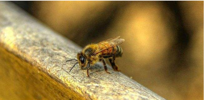 蜜蜂冬天如何過(guò)冬(蜜蜂的過(guò)冬方式) 蜜蜂冬天如何過(guò)冬(蜜蜂的過(guò)冬方式)