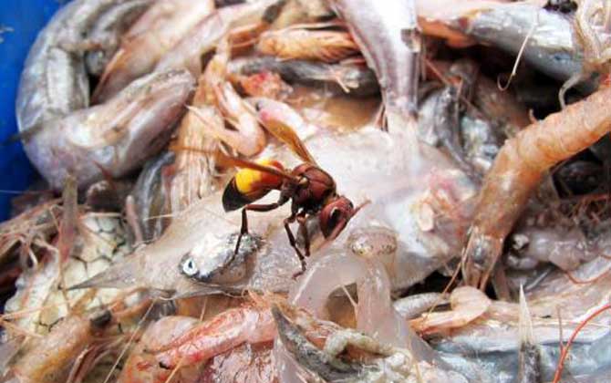 黃腰虎頭蜂蟄了怎么處理(如何處理黃腰虎頭蜂蟄過(guò)的傷口) 黃腰虎頭蜂蟄了怎么處理(如何處理黃腰虎頭蜂蟄過(guò)的傷口)