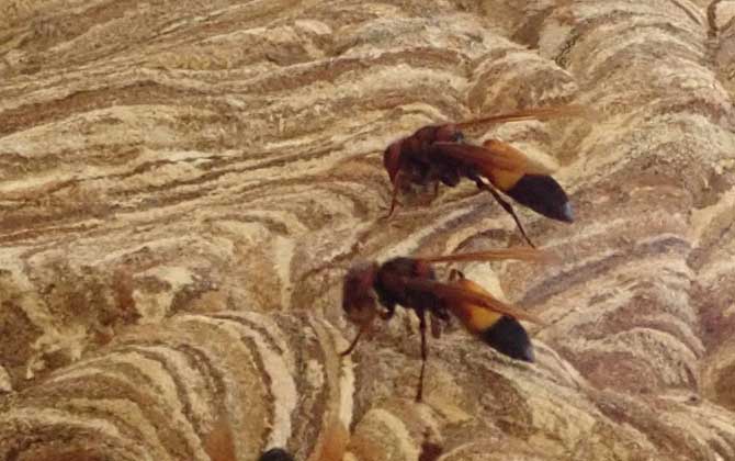 黃腰虎頭蜂蟄了怎么處理(如何處理黃腰虎頭蜂蟄過(guò)的傷口) 黃腰虎頭蜂蟄了怎么處理(如何處理黃腰虎頭蜂蟄過(guò)的傷口)