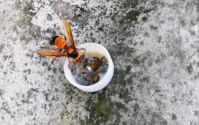 黃腰虎頭蜂蟄了怎么處理(如何處理黃腰虎頭蜂蟄過(guò)的傷口) 黃腰虎頭蜂蟄了怎么處理(如何處理黃腰虎頭蜂蟄過(guò)的傷口)