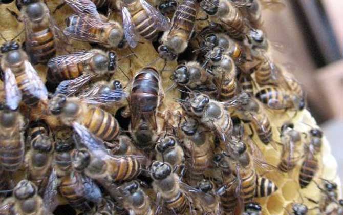 納雍中蜂和阿壩中蜂哪個(gè)好（阿壩蜂王和中蜂蜂王有什么區(qū)別）