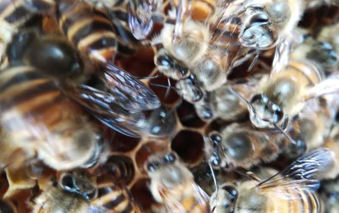 納雍中蜂和阿壩中蜂哪個(gè)好（阿壩蜂王和中蜂蜂王有什么區(qū)別）