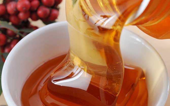 五倍子蜜的蜜源植物（五倍子蜜的產地分布）