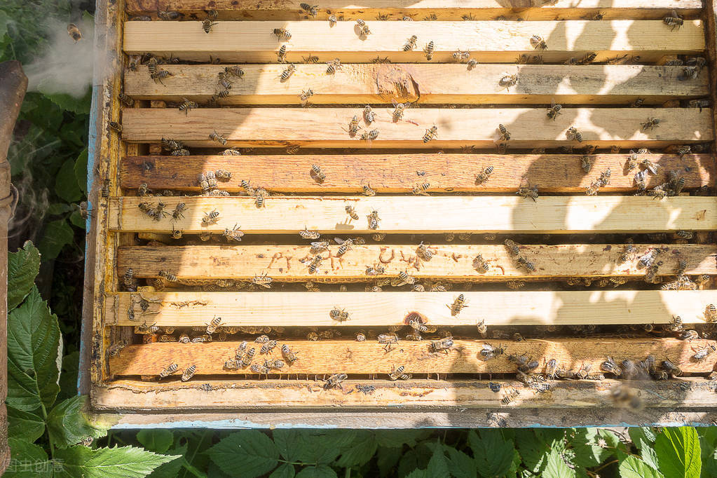 中蜂可以和意蜂在一個(gè)蜂場(chǎng)養(yǎng)嗎（中蜂和意蜂混養(yǎng)，原理在于掌握蜜蜂的盜性）