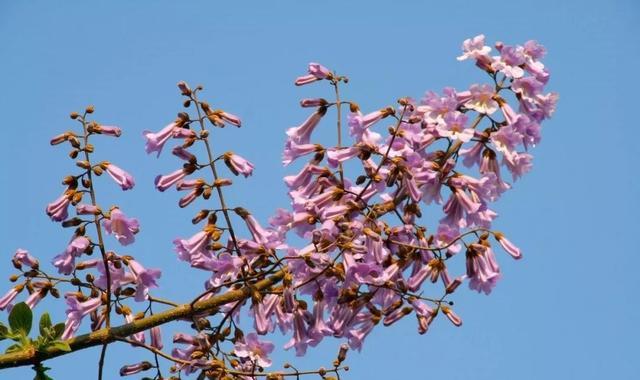 什么是桐花蜜(桐花蜂蜜的功效和作用) 什么是桐花蜜(桐花蜂蜜的功效和作用)
