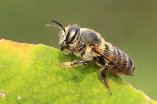 切葉蜂的特點(diǎn)(切葉蜂和蜜蜂的區(qū)別) 切葉蜂的特點(diǎn)(切葉蜂和蜜蜂的區(qū)別)