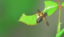 切葉蜂的特點(diǎn)(切葉蜂和蜜蜂的區(qū)別) 切葉蜂的特點(diǎn)(切葉蜂和蜜蜂的區(qū)別)