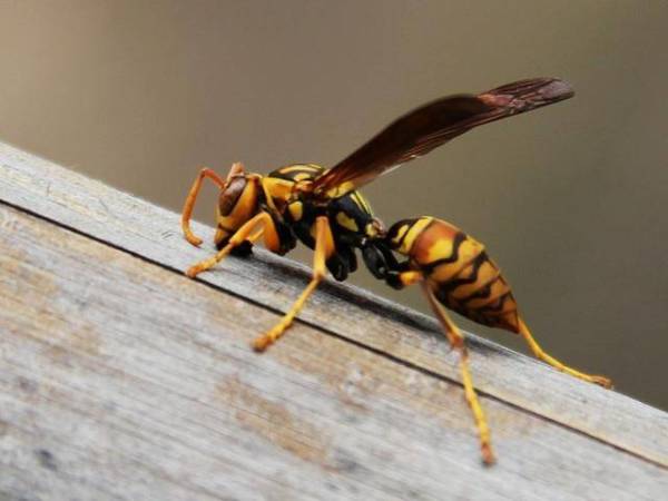 人工養殖馬蜂喂什么食物(大馬蜂過冬要拿什么東西喂養) 人工養殖馬蜂喂什么食物(大馬蜂過冬要拿什么東西喂養)