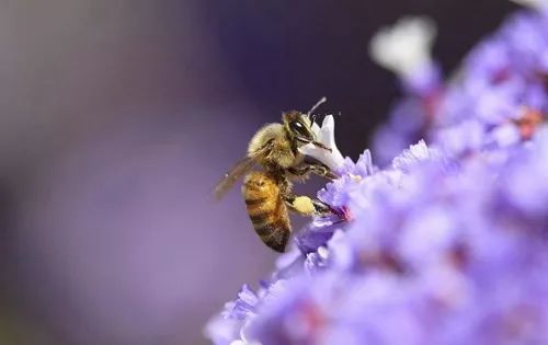 養蜂技術知識大全(實用養蜂技術資料) 養蜂技術知識大全(實用養蜂技術資料)