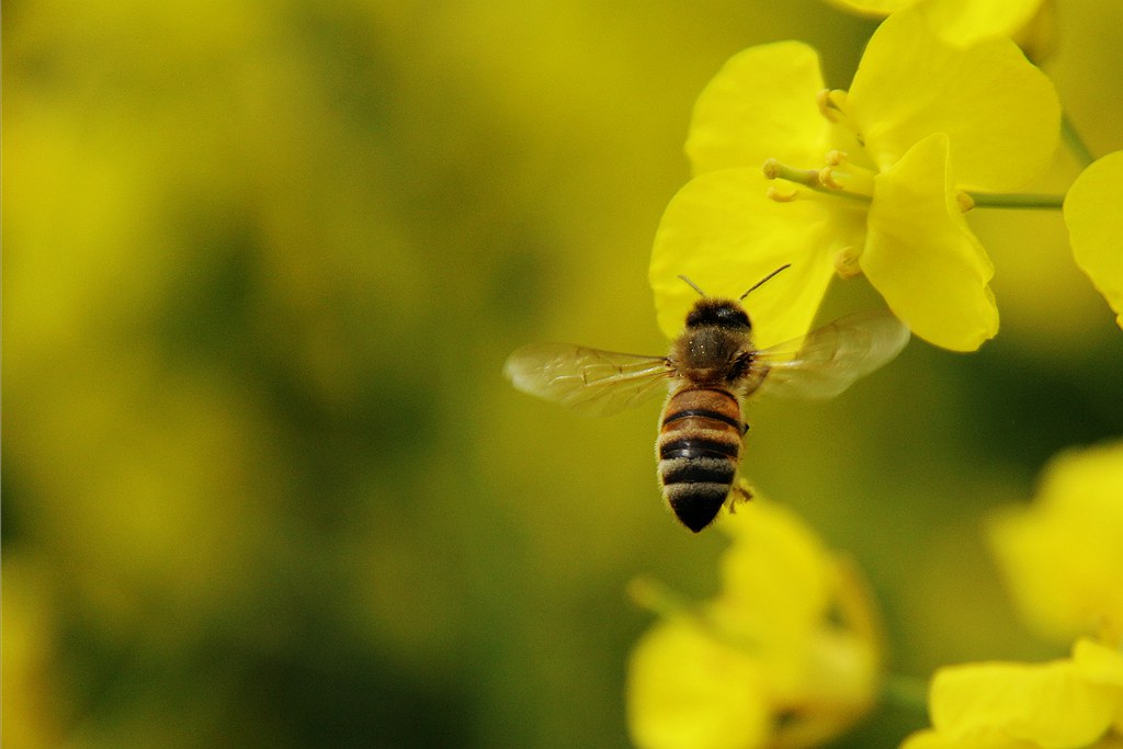 如何評估蜜蜂養(yǎng)殖規(guī)模（蜜蜂飼養(yǎng)規(guī)模與產(chǎn)值效益調(diào)查分析）