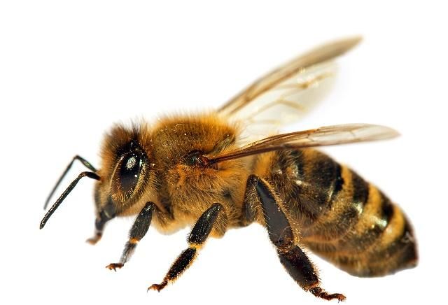 如何評估蜜蜂養(yǎng)殖規(guī)模（蜜蜂飼養(yǎng)規(guī)模與產(chǎn)值效益調(diào)查分析）